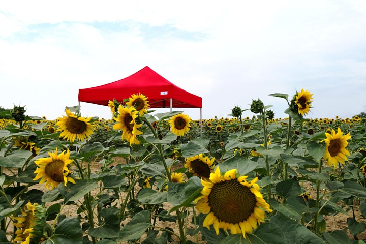 Promocja na namiot Noznice 3m*3m