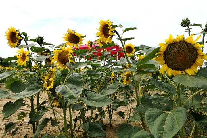 promocyjny namiot imprezowy 3m*6m